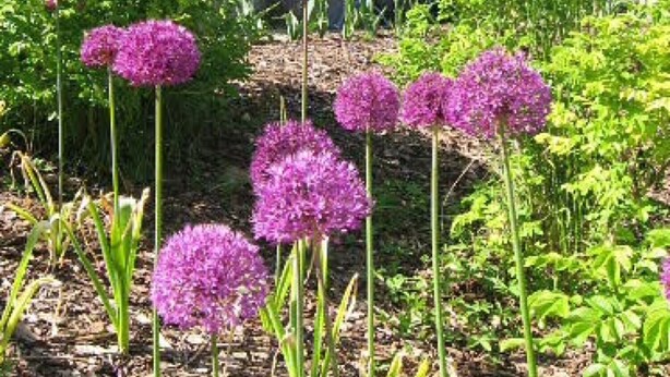 Un jardín con flores moradas y un edificio con antena parabólica.