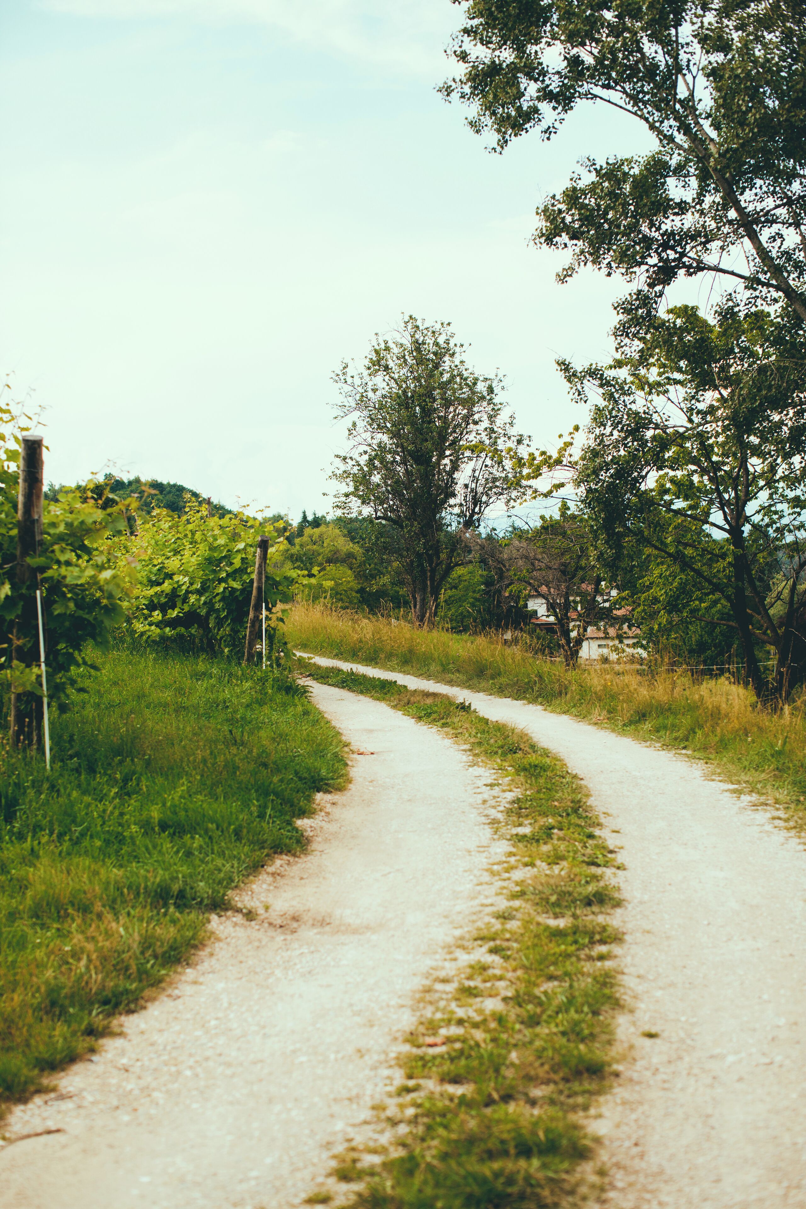 A rural dirt path surrounded by greenery and trees.