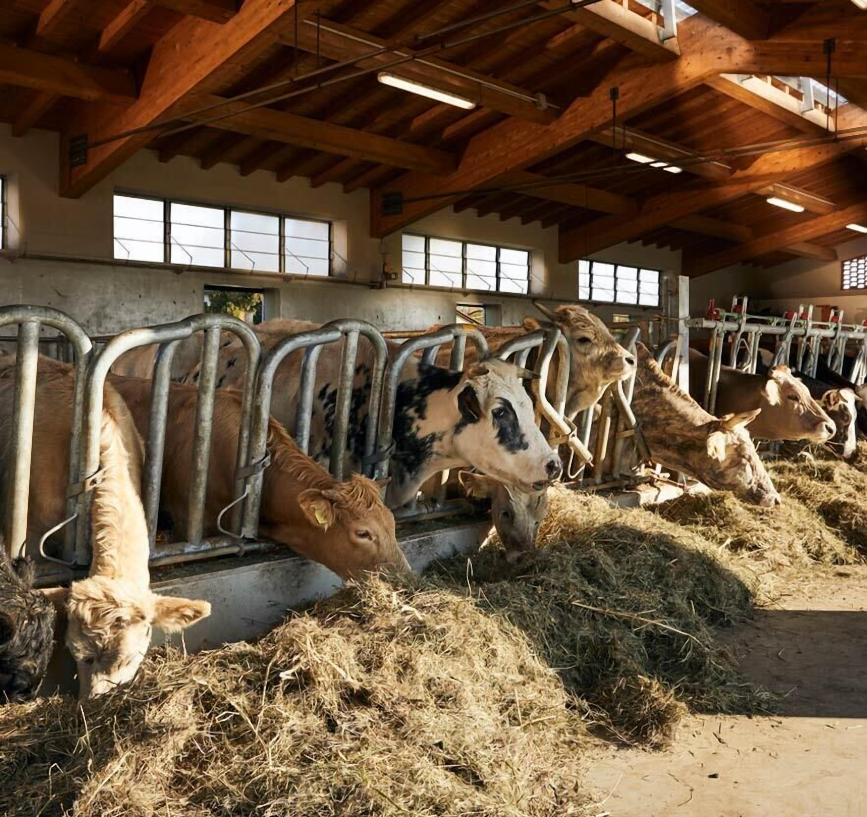 A barn with cows feeding in stalls, wooden beams on the ceiling, and windows allowing natural light.