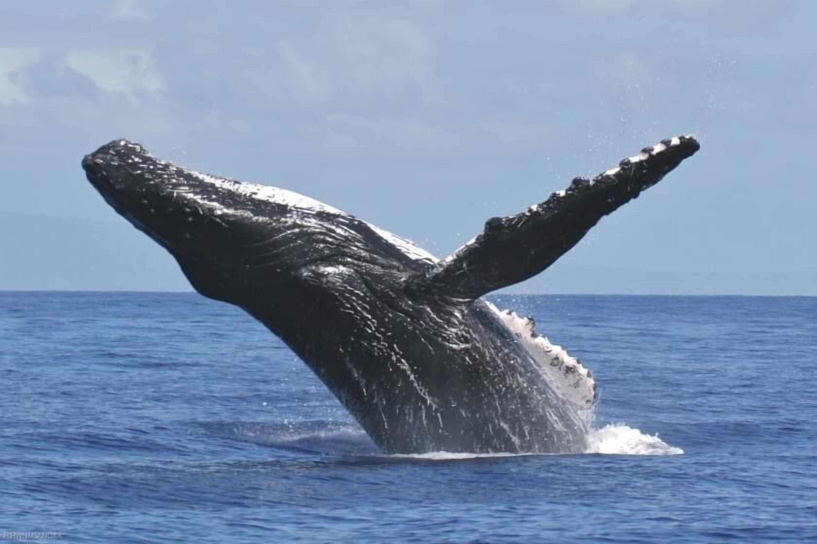A whale breaching the ocean surface.