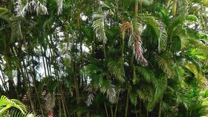 Un jardín con sillas blancas y exuberante vegetación tropical.