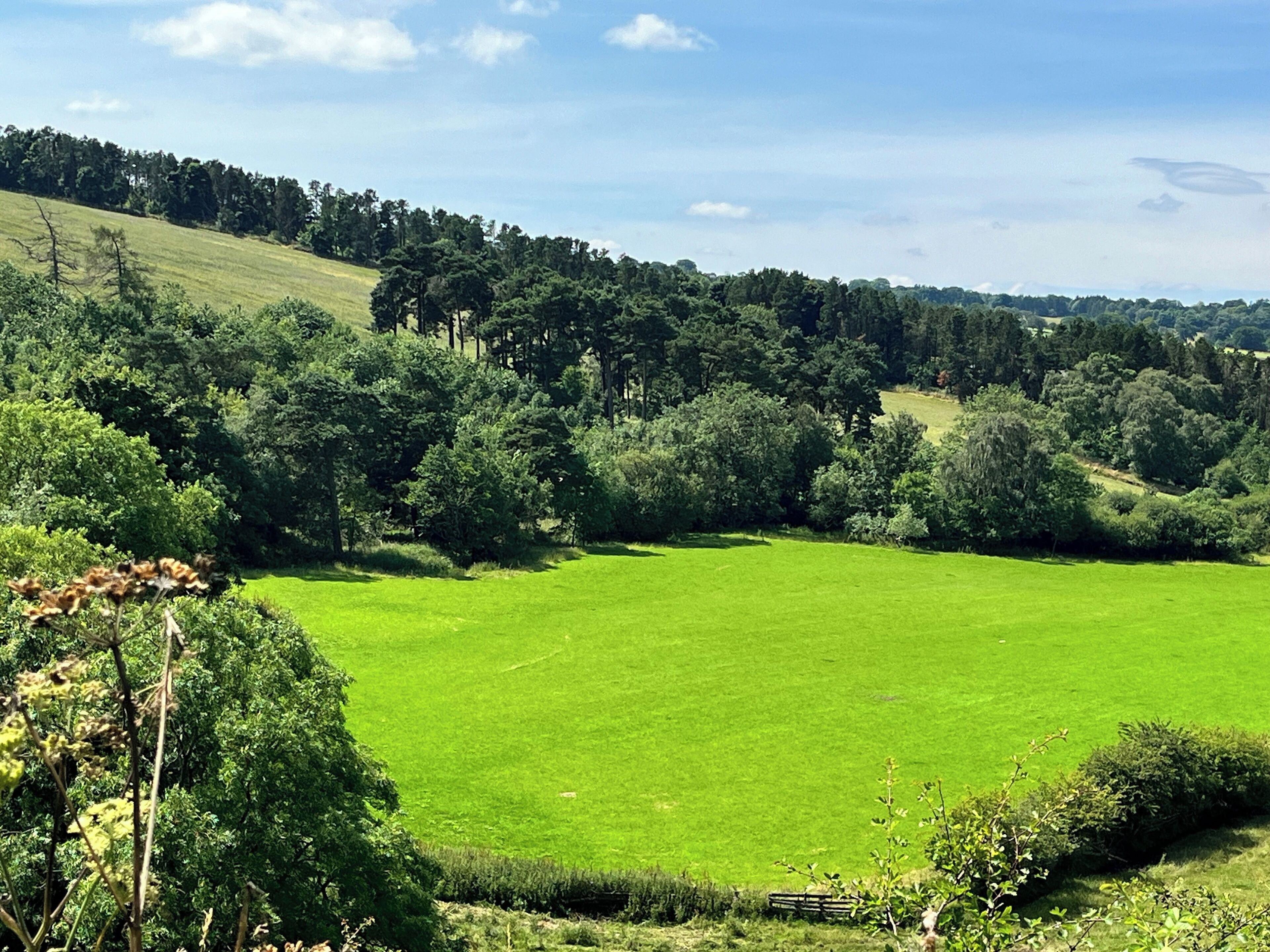 A lush green field with a dense forest in the background.