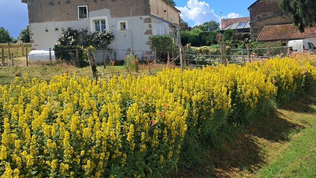 Una casa de campo rústica con un extenso campo de flores amarillas al frente.