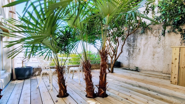 A wooden deck with potted palm trees, white chairs, and a concrete wall in the background.
