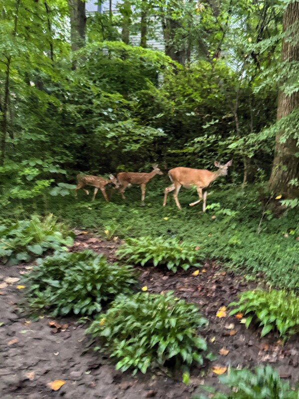 Escena de un bosque con ciervos caminando por un sendero de tierra.