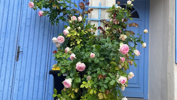 A blue door with a white archway, a black trash bin, and a rose bush with pink flowers. - Chambre en Autonomie Endroit Calme! Idéal Marcheurs, Vélo, Moto! Garage Dispo (Ugny-sur-Meuse)