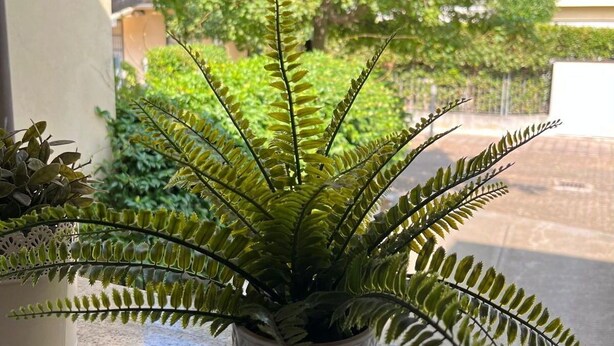 A potted fern plant on a windowsill.