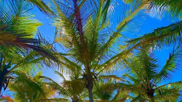A beach scene with palm trees, hammocks, and beach chairs under umbrellas. - Pousada Quintal da Praia  (Prado)