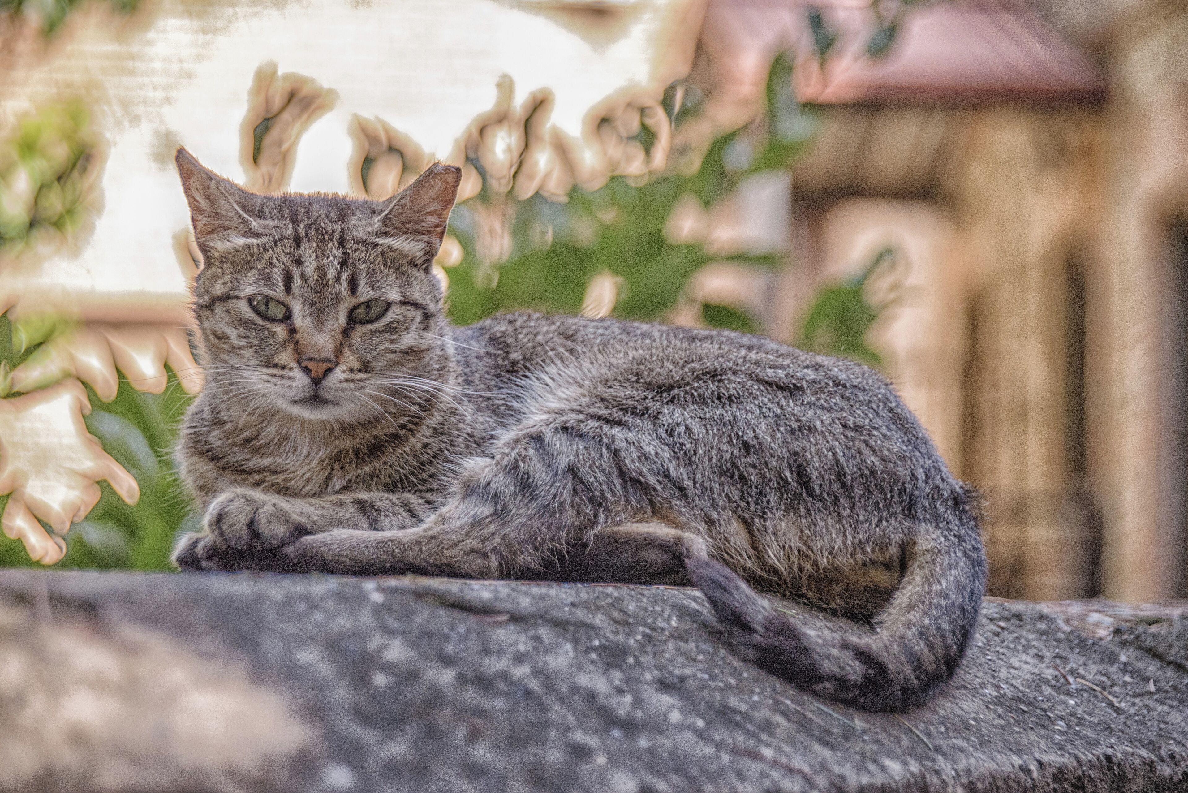 Photo - ARAKI Sololaki