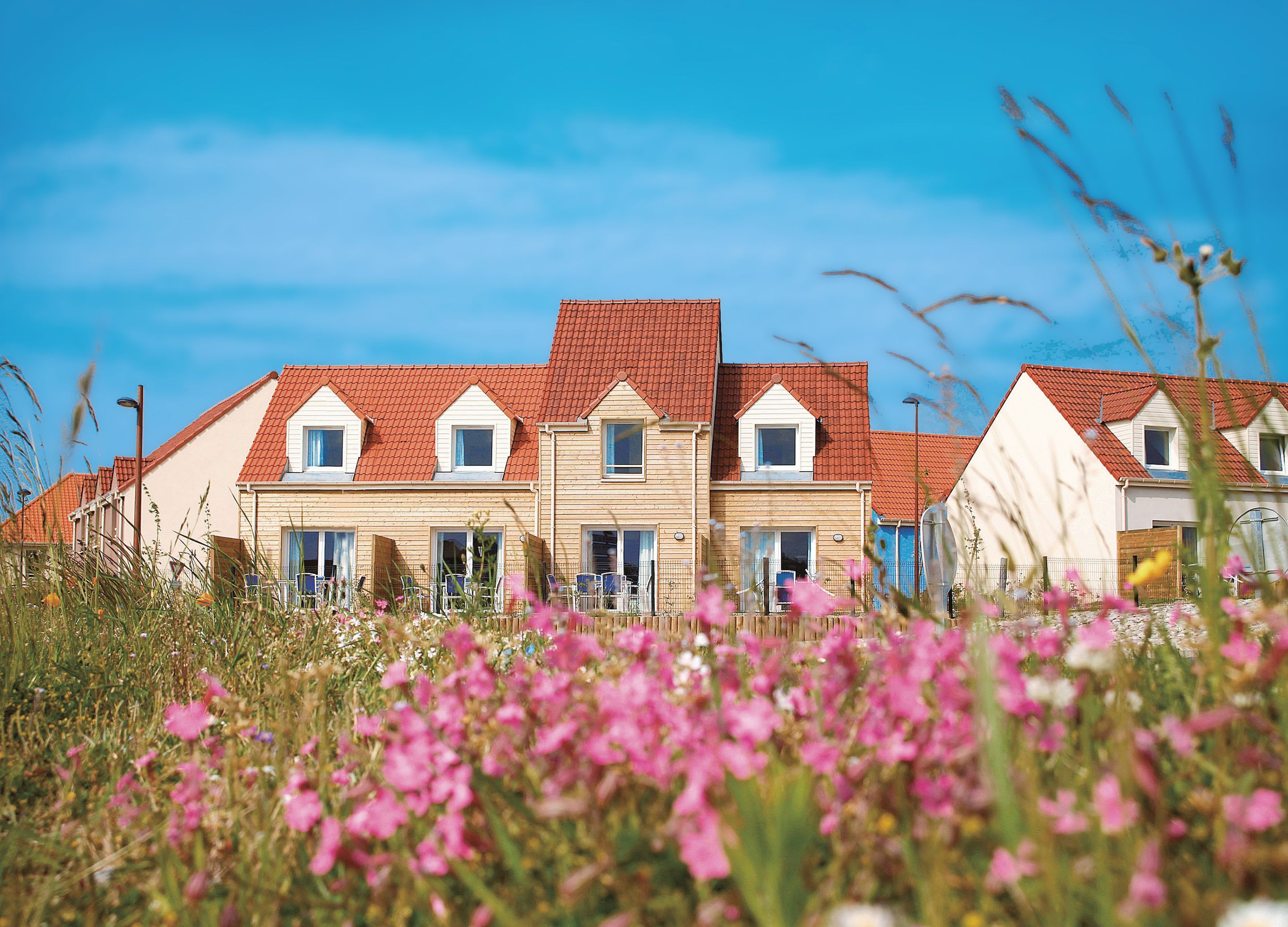 A row of houses with red roofs and white walls, surrounded by a field of pink flowers.