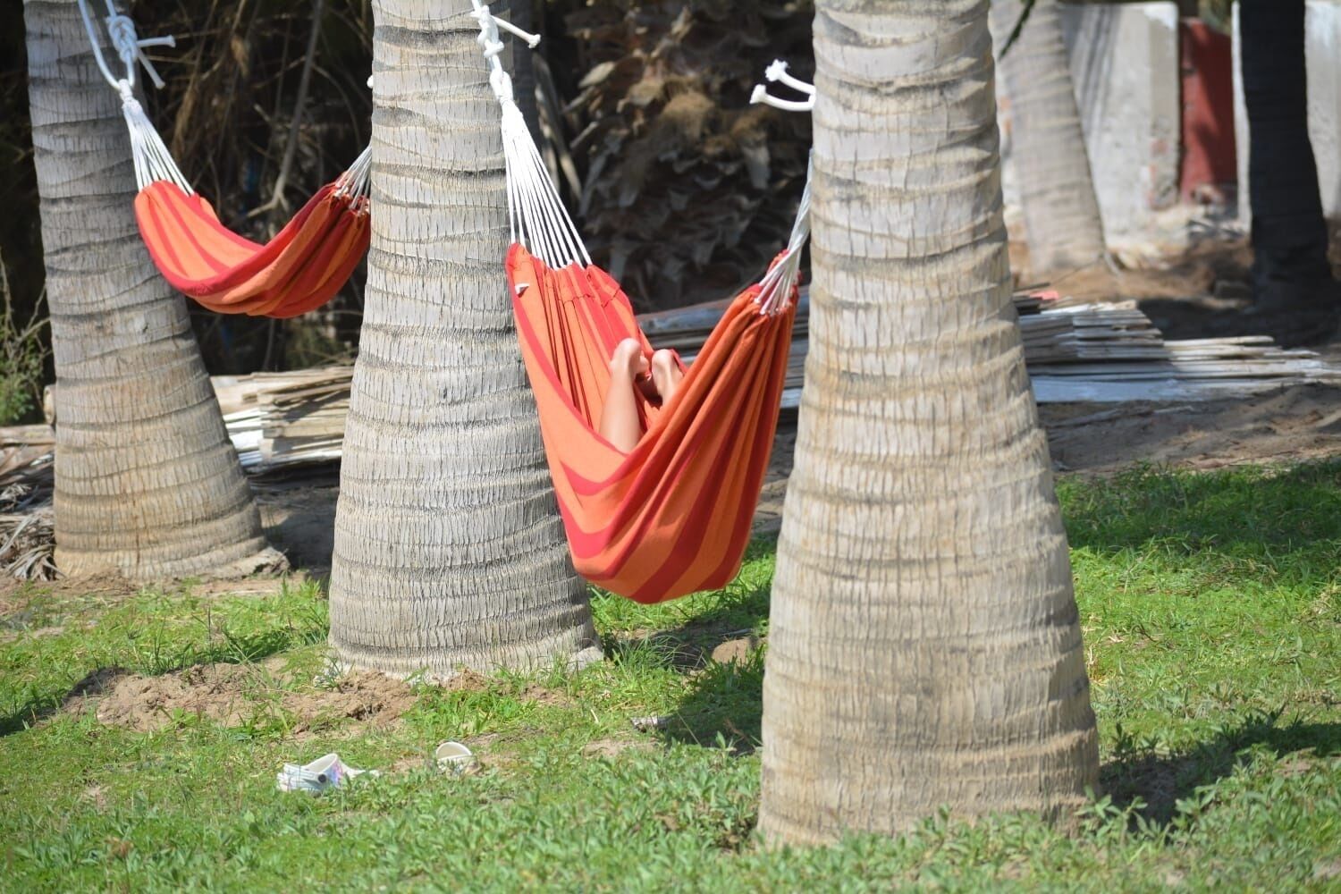 Una hamaca atada entre palmeras en una zona cubierta de césped.