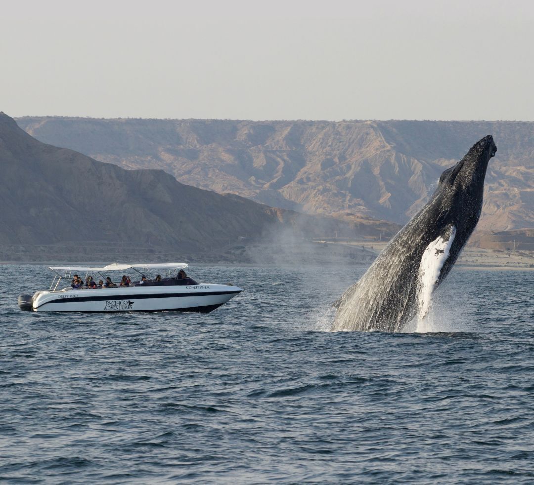 Um barco chamado 'Pacifico Adventures' com passageiros, uma baleia rompendo a água e uma paisagem montanhosa ao fundo.