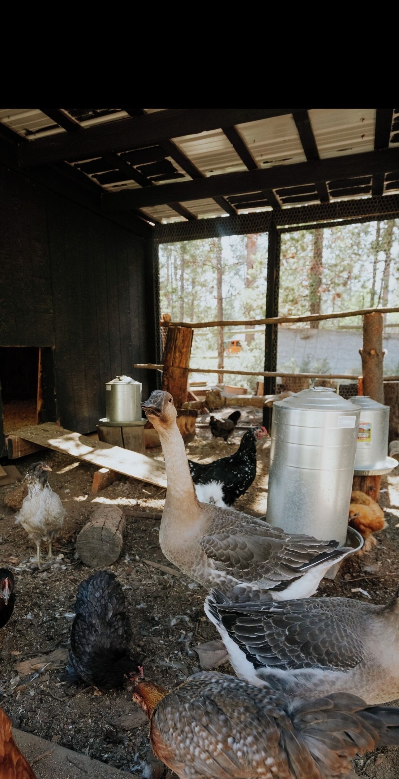 Acre Cabin: Trailers Welcome, Home to Chickens!
