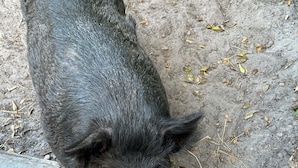 Un cochon allongé sur une surface en béton, entouré de feuilles éparpillées.