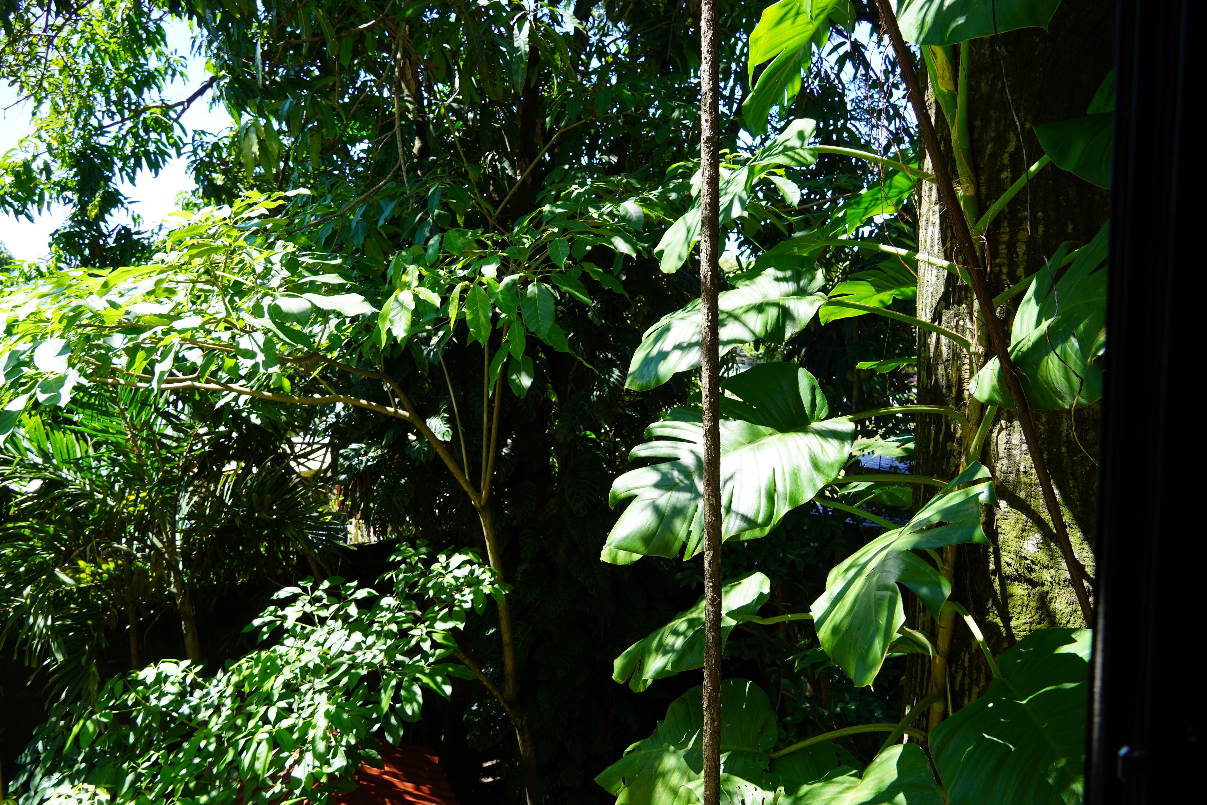 Dense tropical foliage with a variety of broad-leafed plants and a visible tree trunk.