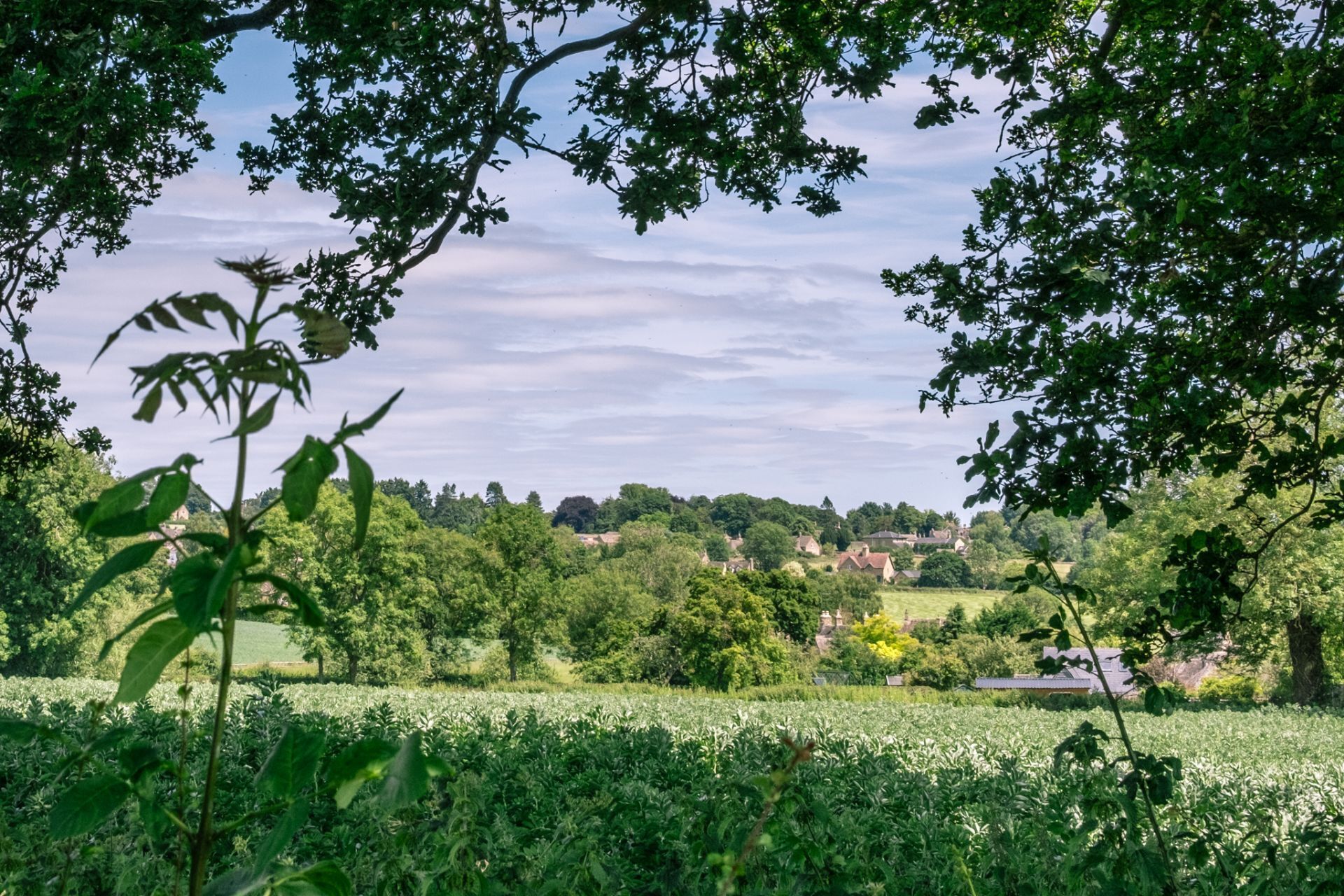 A rural landscape with a field of crops, trees, and a distant village.
