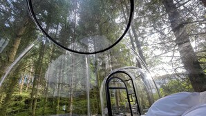 A transparent dome structure with a bed inside, surrounded by a forest. - Magical Forest Dome Getaway (Vestland)