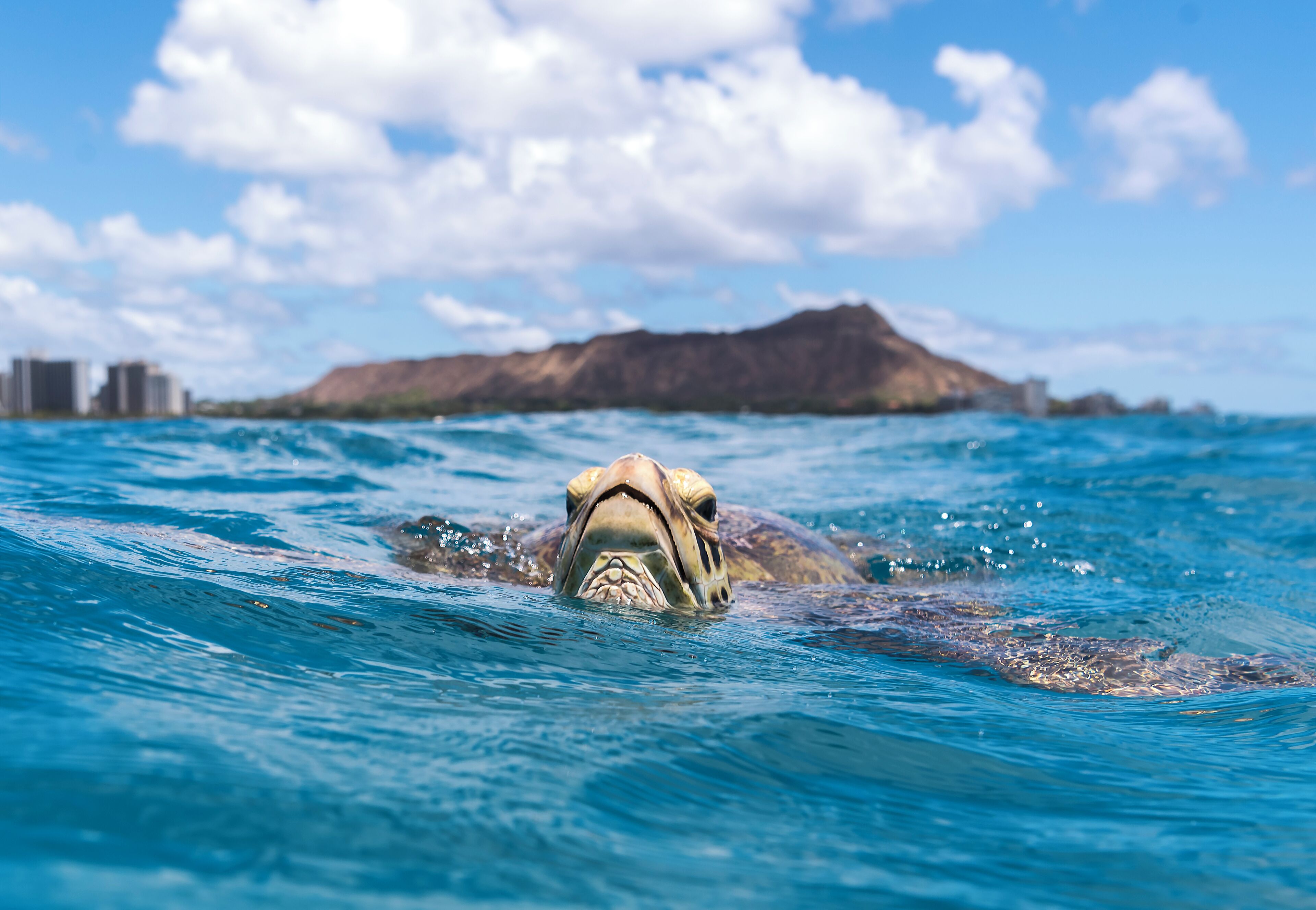 Witness the grace of nature as this magnificent turtle