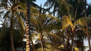 Un espace aménagé au bord de la plage, avec des palmiers et des sièges en plein air.
