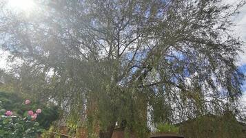 Een tuin met een grote boom, een bakstenen muur en een stenen fontein.