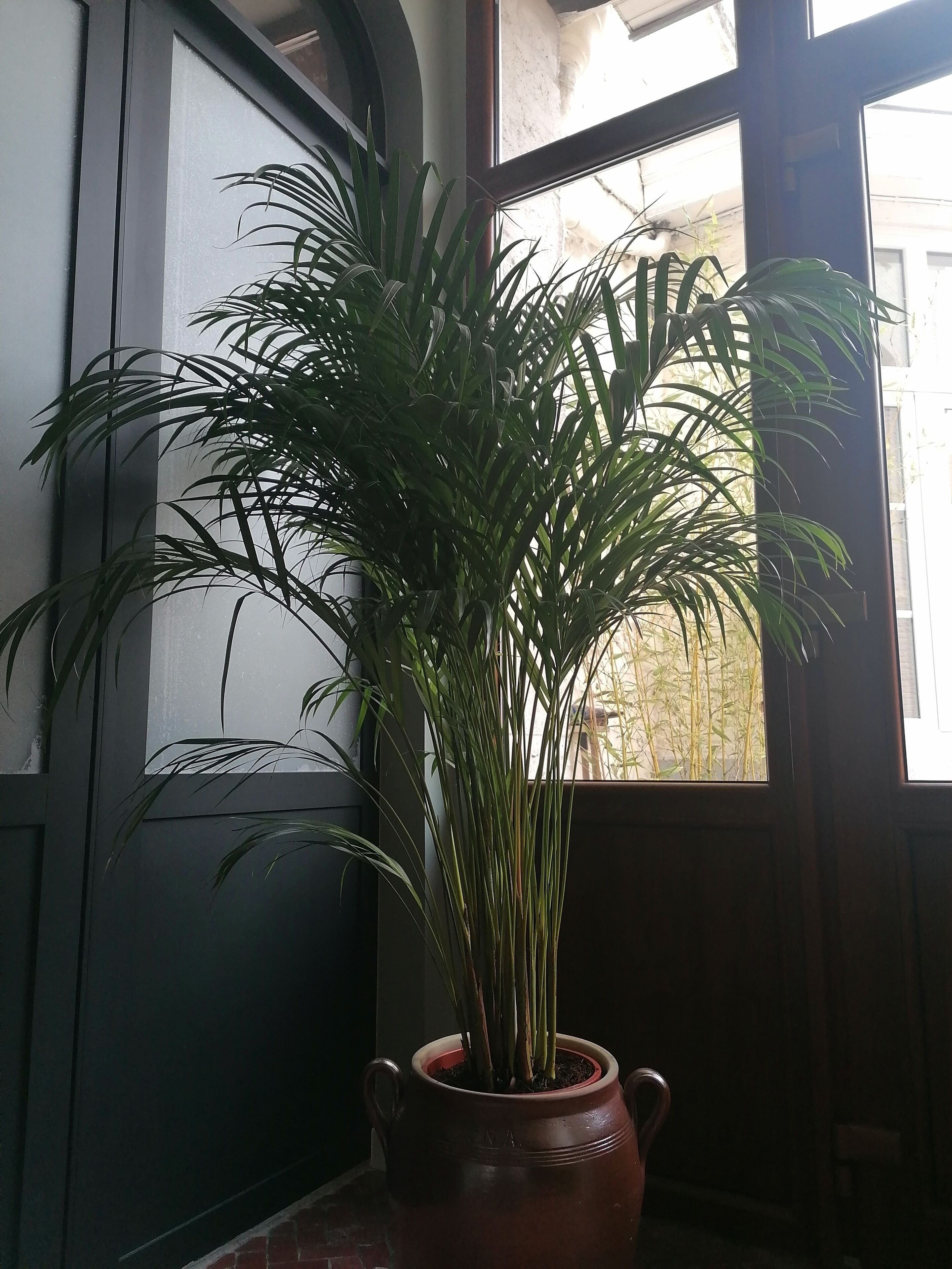 Ein Blumentopf mit Pflanze in einem Raum mit Fenster und Tür.