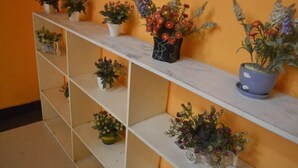 A series of shelves with potted plants against an orange wall.
