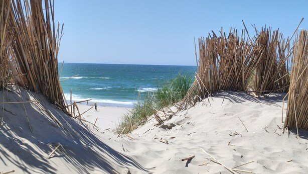 A sandy beach with tall grasses and a clear blue sky.