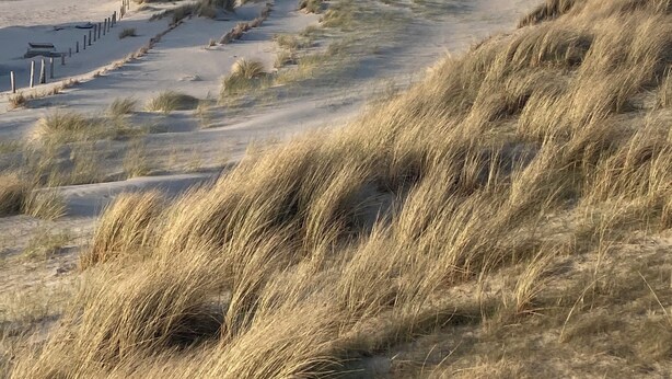 A coastal landscape with dunes, a sandy path, and the ocean in the distance.