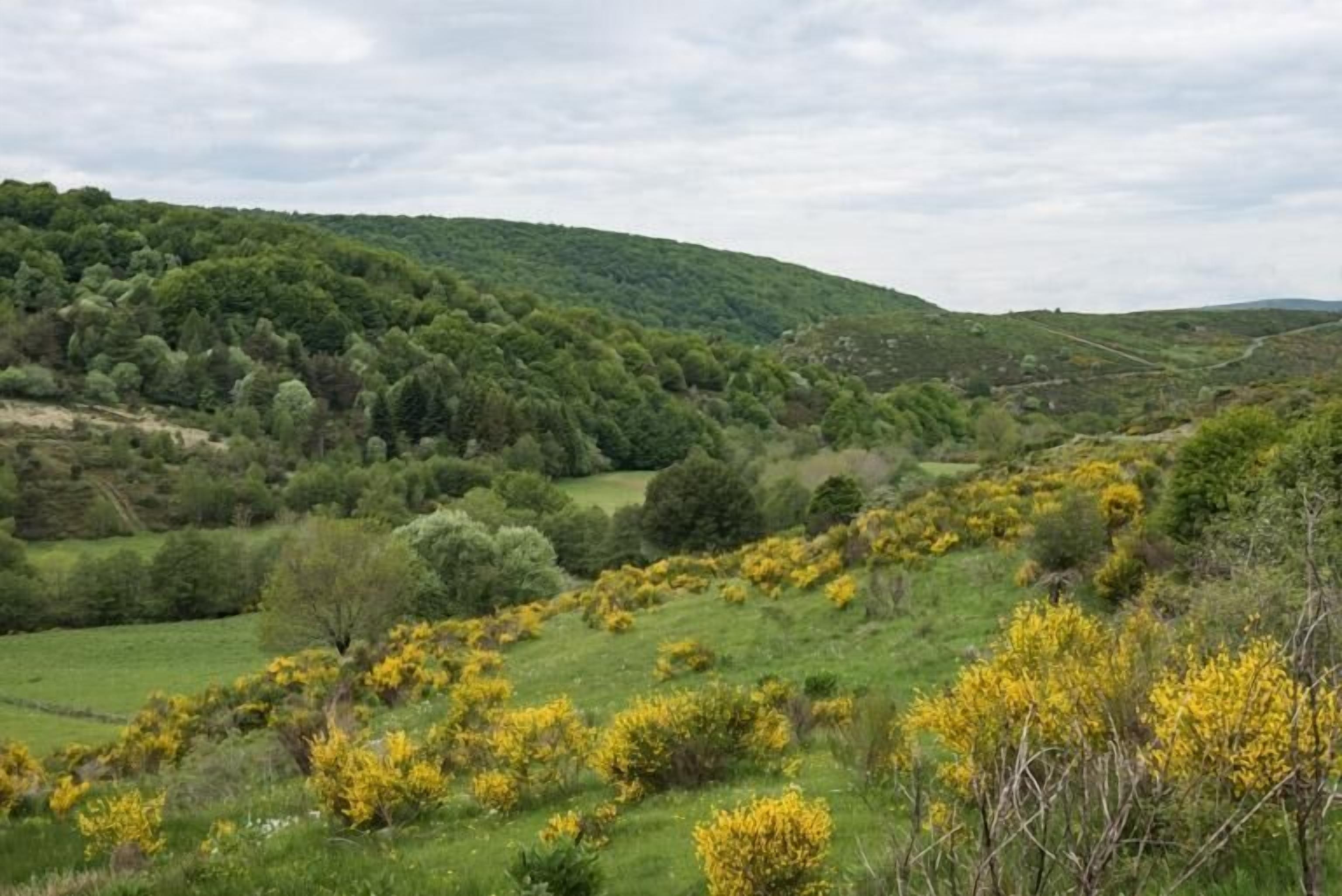 A lush green landscape with rolling hills and dense forests.
