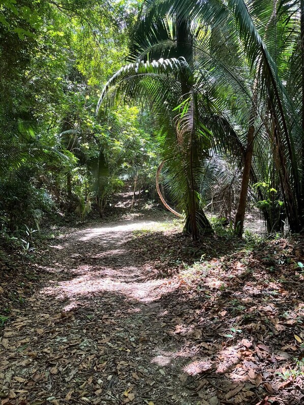 Un sendero arbolado con vegetación densa y una palmera.