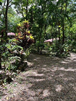 A pathway leading to a building surrounded by dense tropical vegetation. - Charming 3-bedroom Villa-5 beds-AC - 7minutes drive to San Ignacio- Restaurant (Belize)