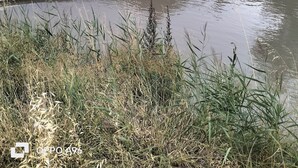 Een rivier met een rotsachtige oever en begroeiing.