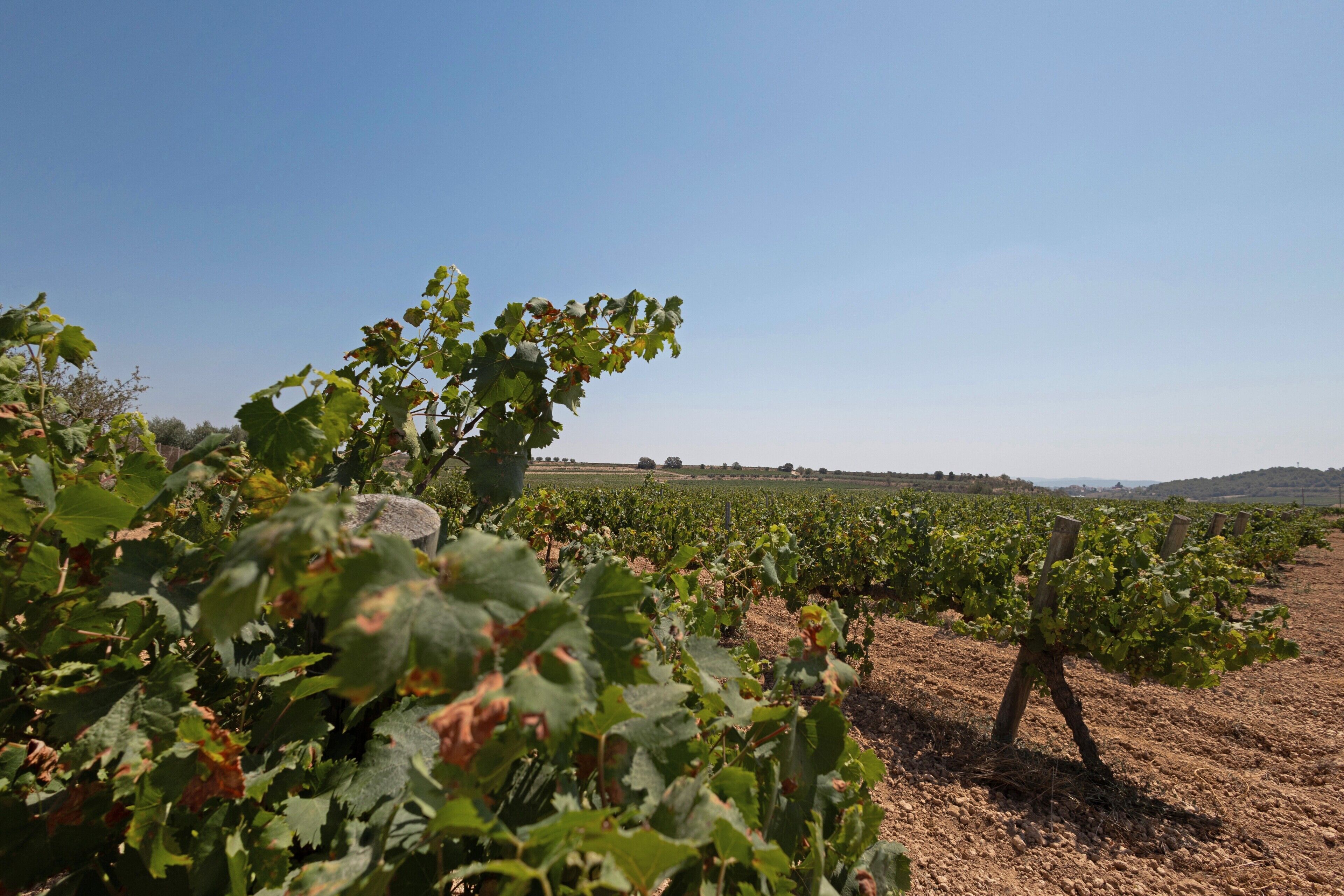 A vineyard with rows of grapevines and a clear blue sky.