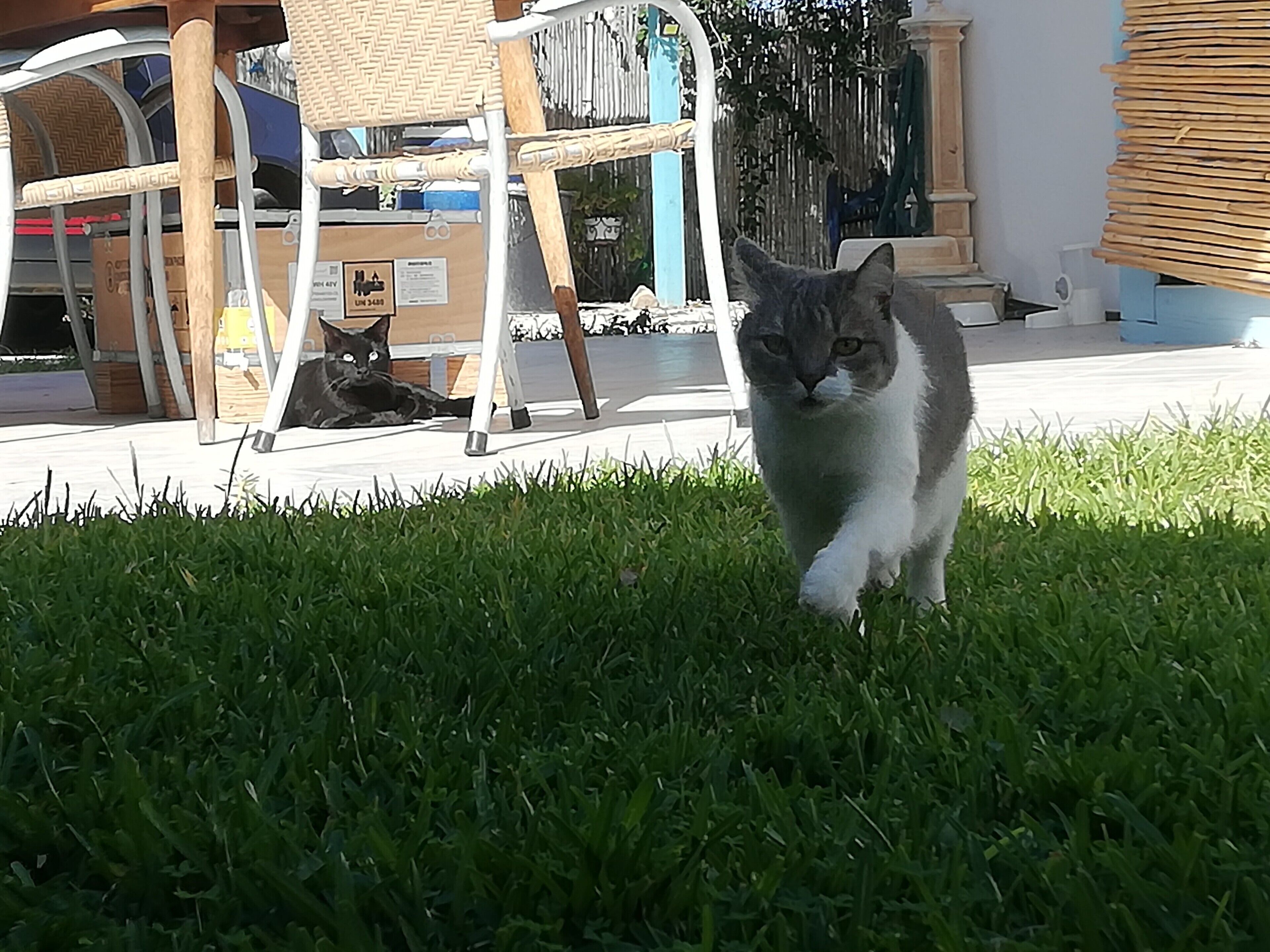 Eine Katze geht auf Gras, im Hintergrund ein Stuhl und ein Zaun.