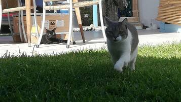Eine Katze geht auf Gras, im Hintergrund ein Stuhl und ein Zaun.