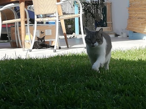 Un gato caminando sobre césped, con una silla y una valla al fondo.