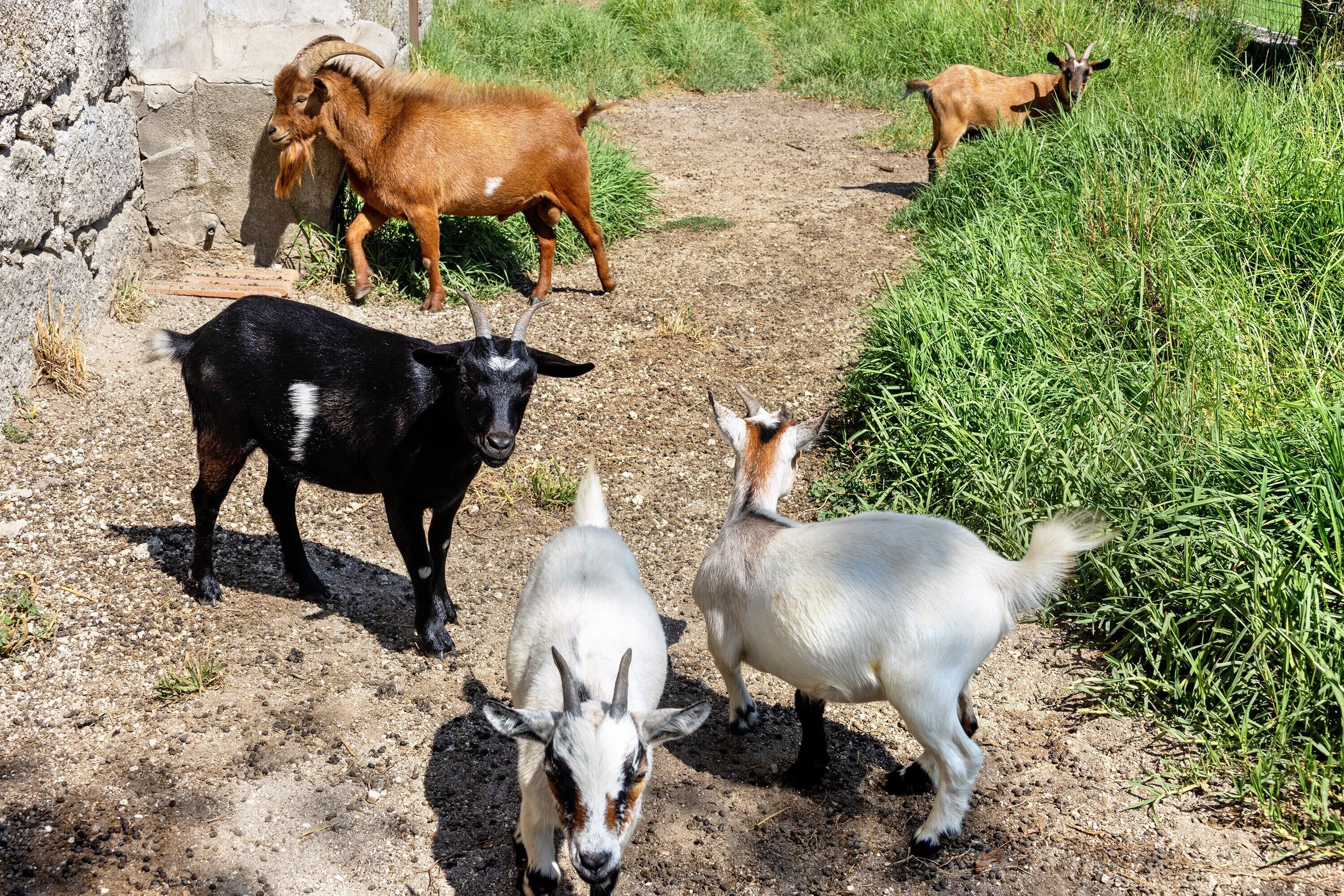 Un grupo de cabras en un entorno al aire libre, con un sendero de tierra y algo de vegetación.