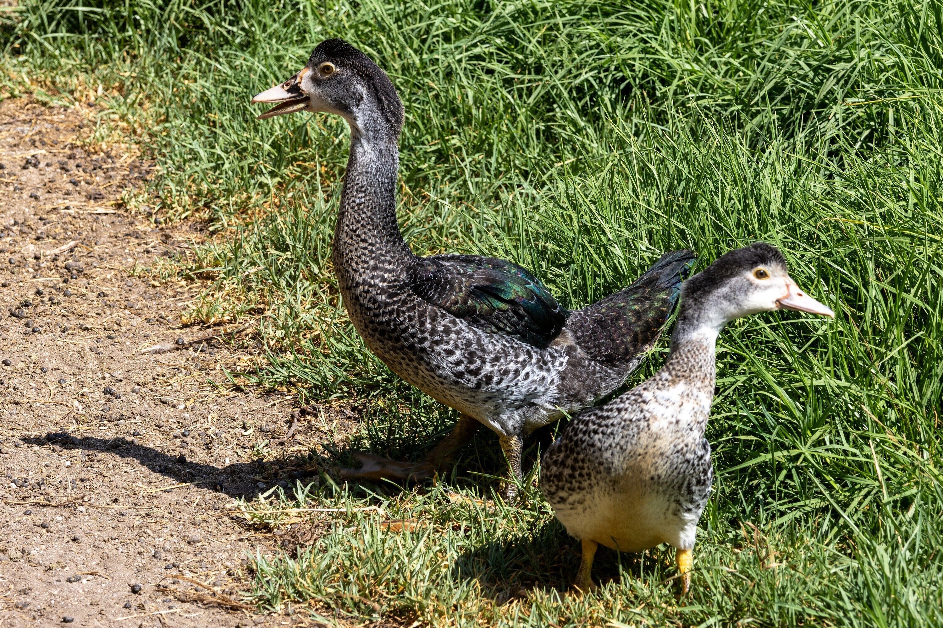 Deux oiseaux se trouvent sur un chemin de terre, de part et d’autre duquel s’étend de l’herbe.