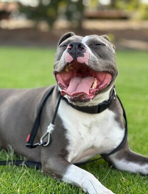 Guests can relax with their pets in the serene outdoor spaces.