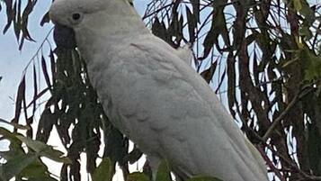 A white cockatoo perched on a tree branch.