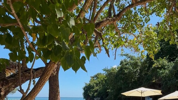 A beach with wooden lounge chairs and umbrellas, a swing, and a view of the ocean.