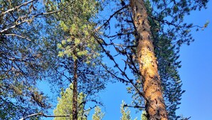 A treehouse with a wooden deck and large windows, surrounded by tall pine trees. - Aurora Lodge (Arvidsjaur)