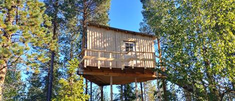 A wooden treehouse with a window, surrounded by tall pine trees.