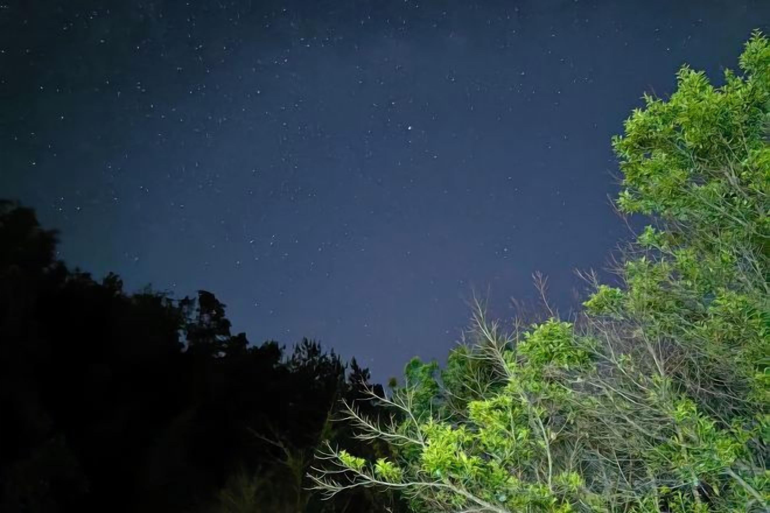 A night sky with stars, a tree line, and a dark forested area.