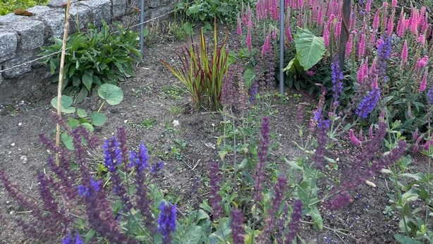 Een tuin met diverse planten en bloemen, een stenen muur en een huis met een overdekt terras.