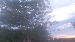 Un espacio al aire libre con un árbol grande, un seto y una valla.