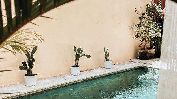 Una piscina con tres cactus en macetas sobre un borde de baldosas, rodeada por un muro color melocotón y hojas de palmera.