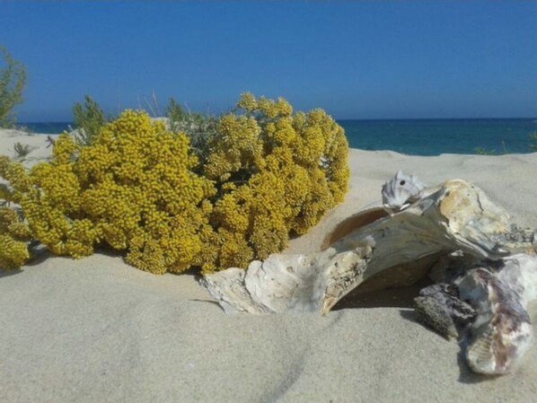 Praia