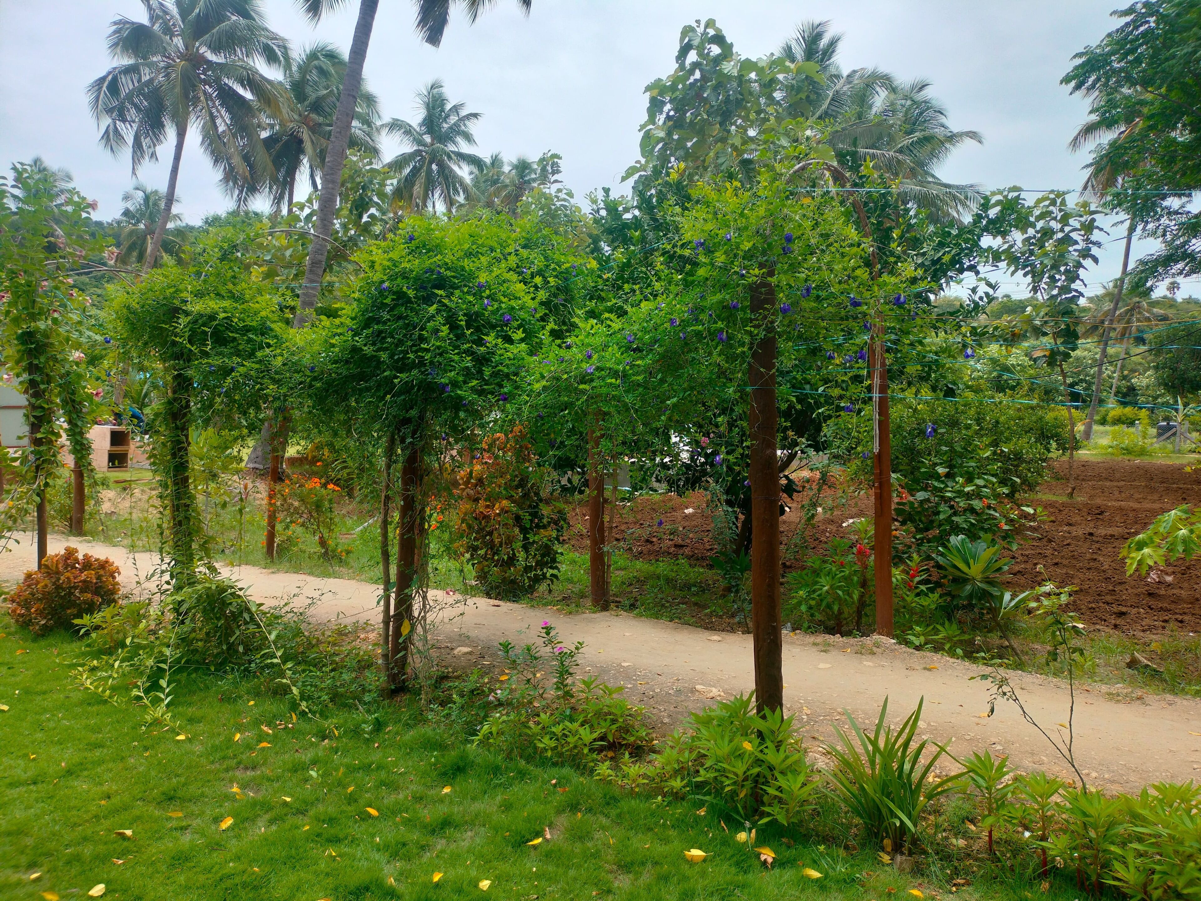 Un jardín con diversas plantas y árboles, incluyendo una palmera y una enredadera con flores moradas.