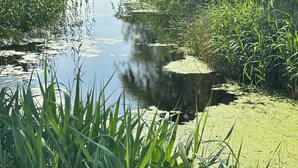 A narrow waterway bordered by dense vegetation and a stone embankment. - Gemütliches Apartment 5 mit Abendsonne (Prerow)